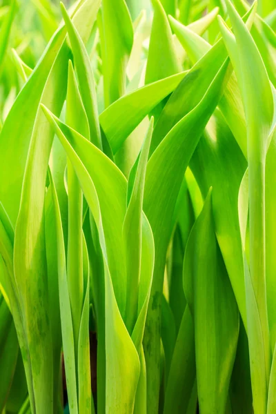 Groene tulip bladeren — Stockfoto