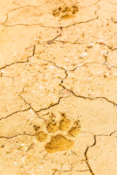 Dog footprint on dry crack soil — Stock Photo, Image