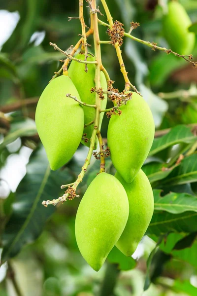 Mangos en árbol de mango — Foto de Stock