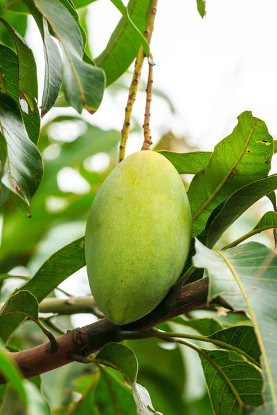 Mango op mangoboom — Stockfoto