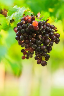 gruptaki yeşil yaprakları ile mor üzüm meyve