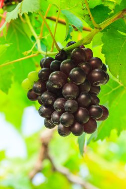 gruptaki yeşil yaprakları ile mor üzüm meyve