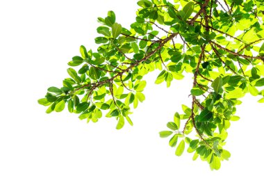 beyaz arkaplanda yeşil yapraklar izole