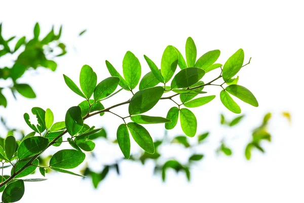 Foglie verdi isolate su sfondo bianco — Foto Stock