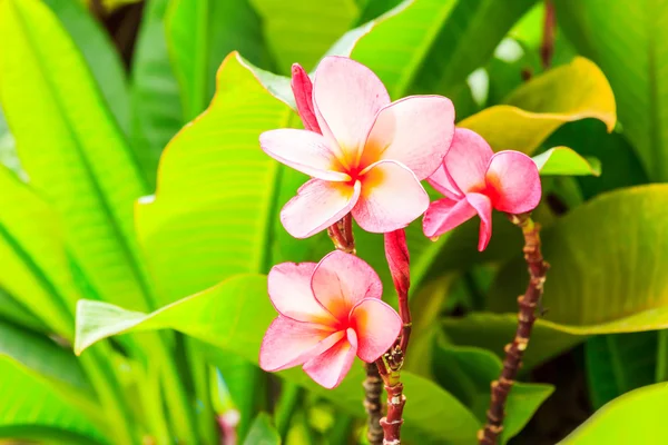 Frangipani, red Plumeria flower — Stock Photo, Image