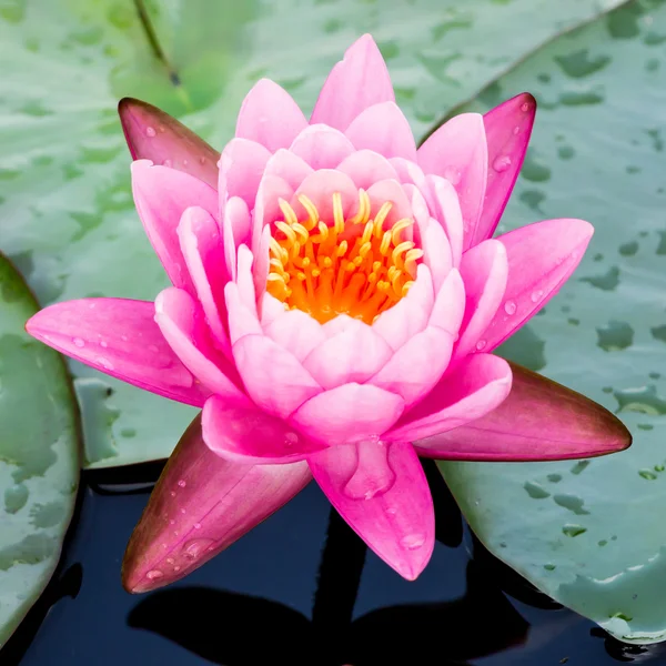 Lila vattenlilja eller lotus — Stockfoto