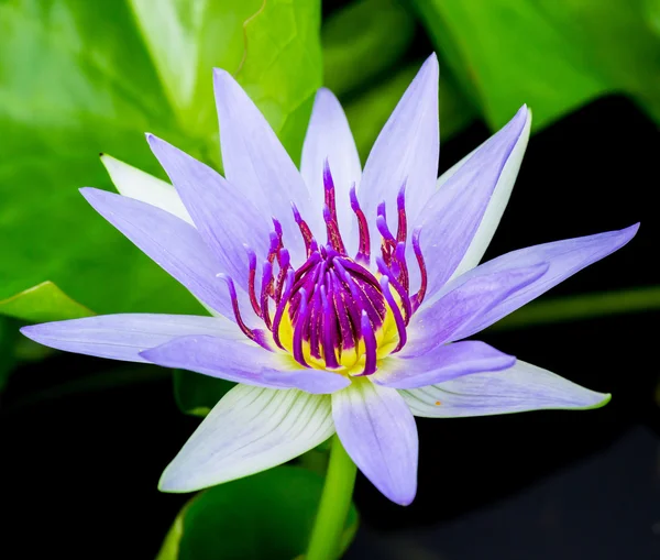 Blue water lily or lotus — Stock Photo, Image