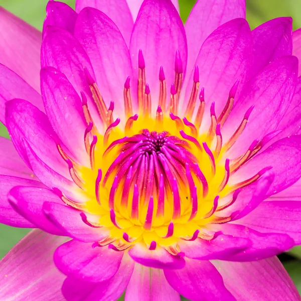 Purple water lily or lotus — Stock Photo, Image