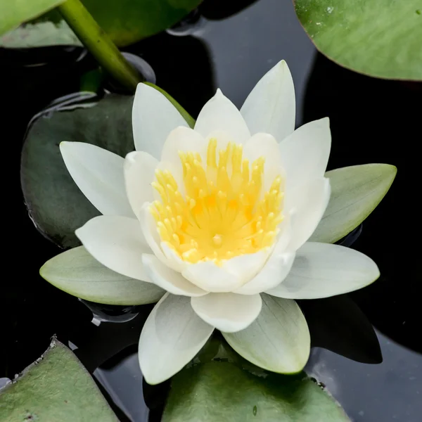 White water lily or lotus — Stock Photo, Image