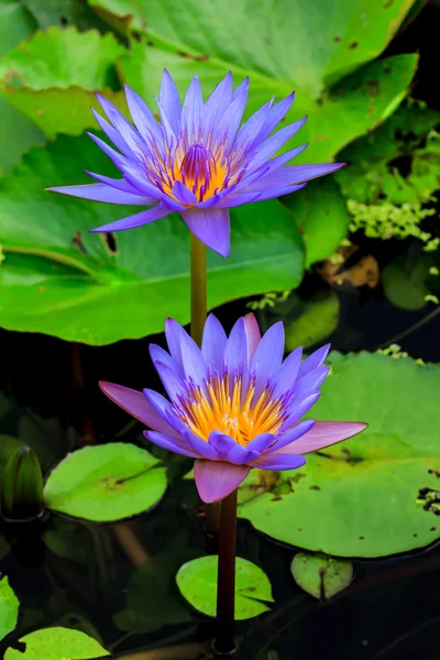 Blue water lily or lotus — Stock Photo, Image