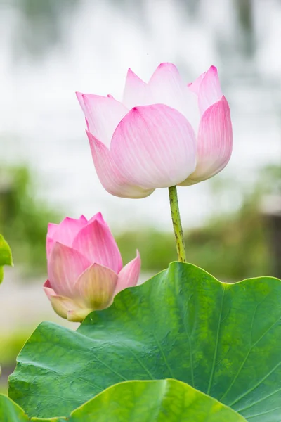 Lila vattenlilja eller lotus — Stockfoto