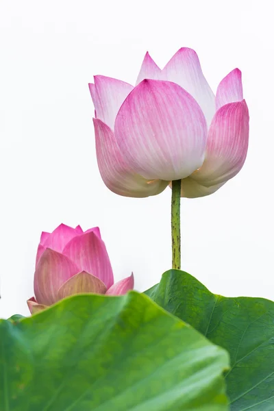Fioletowa lilia wodna lub lotos — Zdjęcie stockowe