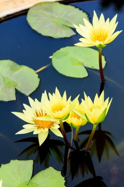 Gele waterlelie of lotus — Stockfoto