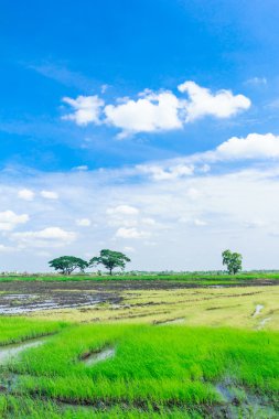 Tayland 'daki çeltik tarlası