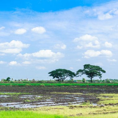 Tayland 'daki çeltik tarlası
