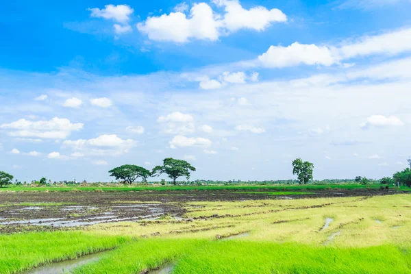 Campo de arrozal na Tailândia — Fotografia de Stock