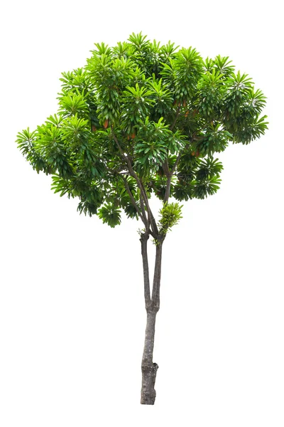 Tree isolated — Stock Photo, Image