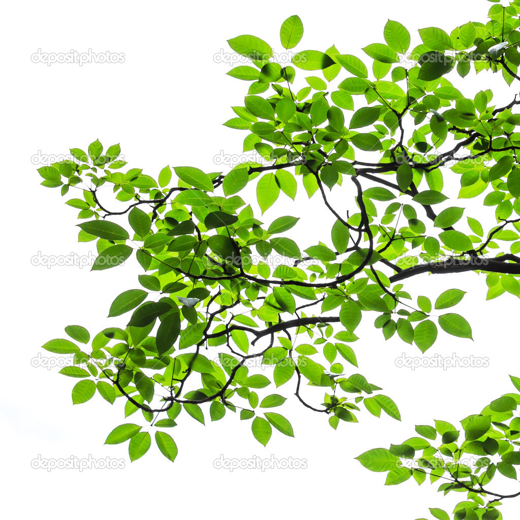 green leaves isolated on white background