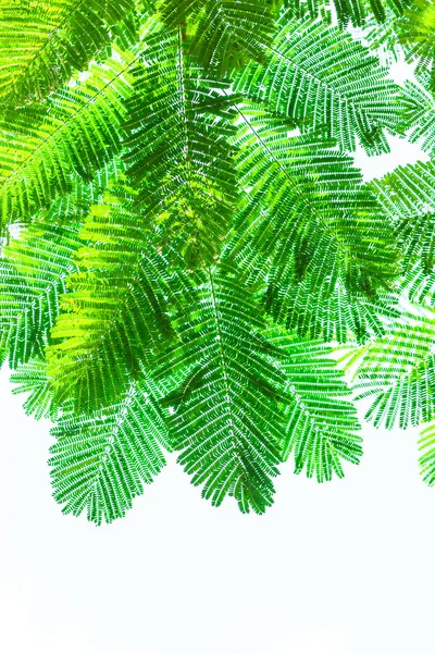 Foglia verde isolata su sfondo bianco — Foto Stock