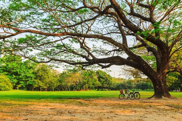 Cykel i parken — Stockfoto