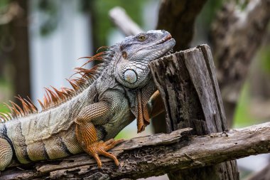 Iguana