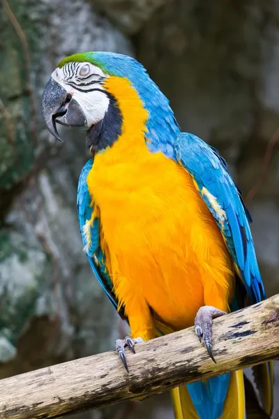 Macaw — Stock Photo, Image