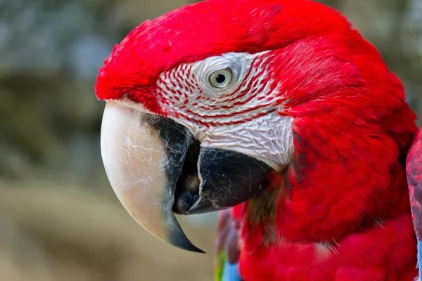 Macaw — Stock Photo, Image