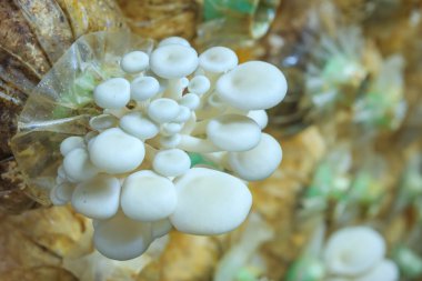 İstiridye mantarı.