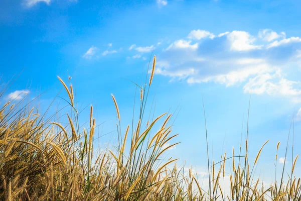 Steppe grass — Stock Photo, Image