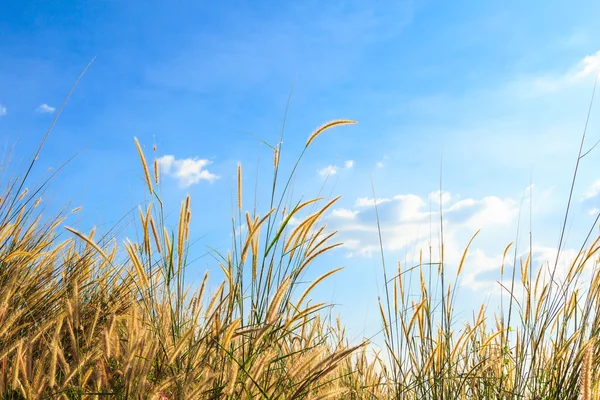 Steppe grass — Stock Photo, Image