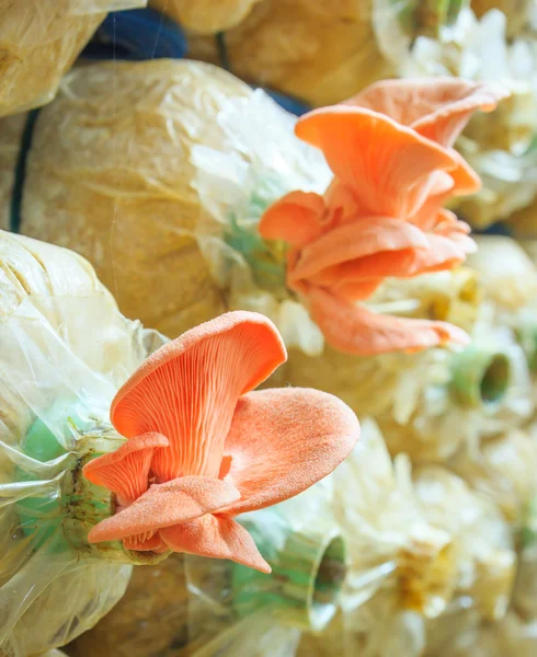 Pink mushrooms — Stock Photo, Image