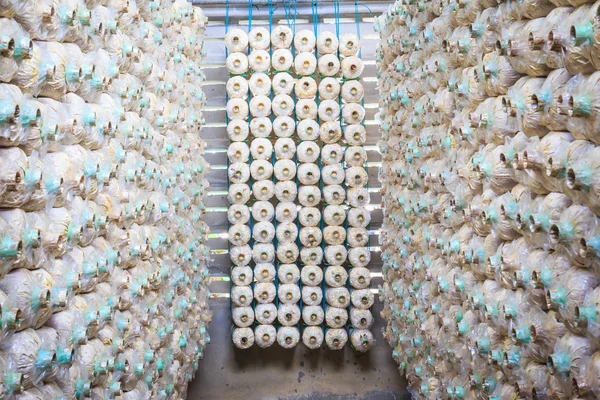 Mushrooms bottles — Stock Photo, Image