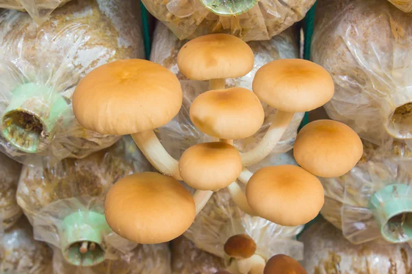 Yanagi Mutsutake mushrooms — Stock Photo, Image