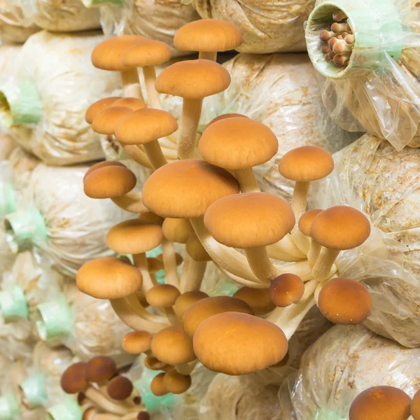Yanagi Mutsutake mushrooms — Stock Photo, Image