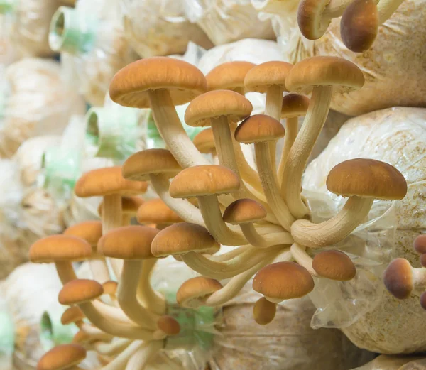 Yanagi Mutsutake mushrooms — Stock Photo, Image