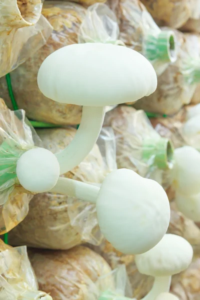 Yanagi Mutsutake mushrooms — Stock Photo, Image