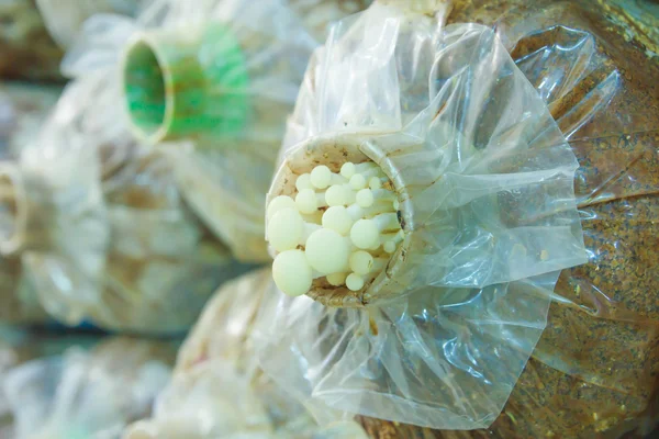 Yanagi Mutsutake mushrooms — Stock Photo, Image