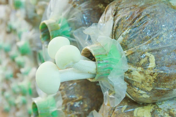 Yanagi Mutsutake mushrooms — Stock Photo, Image