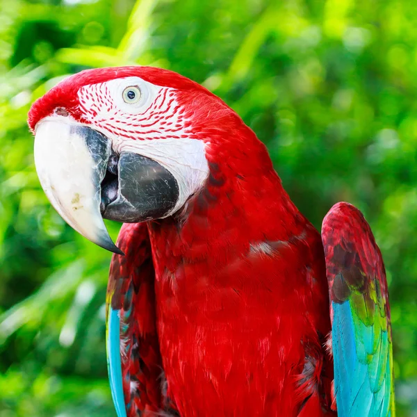 Red macaw — Stock Photo, Image