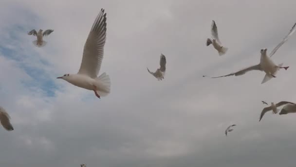 Martılar güzel mavi gökyüzünde uçar. — Stok video