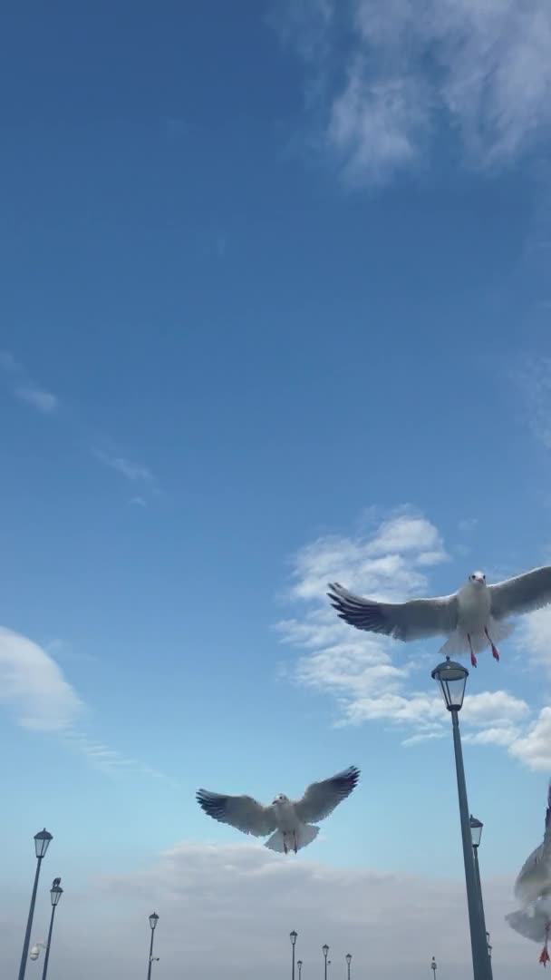 Martılar iskele yakınlarında mavi gökyüzünde uçarlar. Dikey video — Stok video