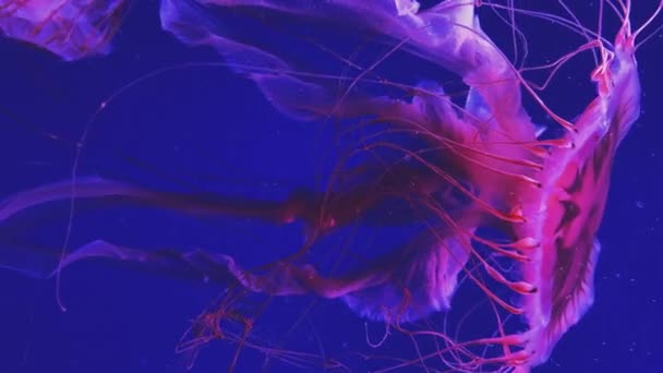 Medusas nadando en agua azul — Vídeos de Stock