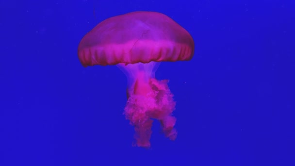 Ubur-ubur berenang di air biru. Chrysaora pacifica — Stok Video