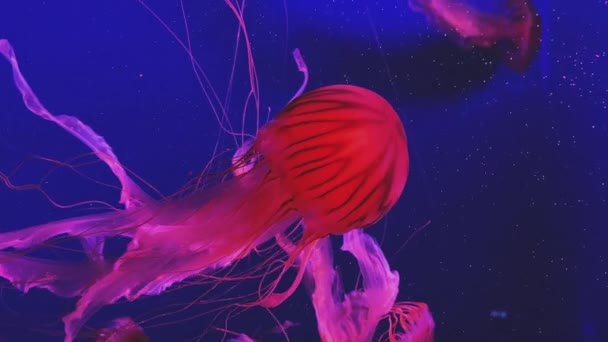 Medusas nadando en agua azul. Chrysaora pacifica — Vídeos de Stock