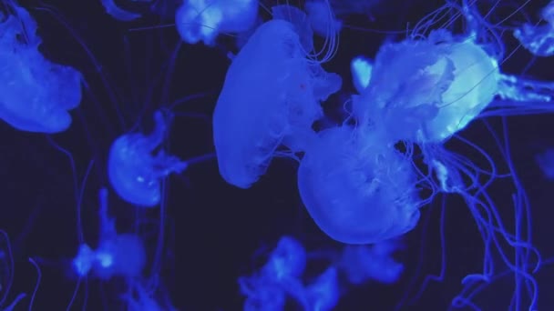 Μέδουσες που κολυμπούν σε μπλε νερά — Αρχείο Βίντεο