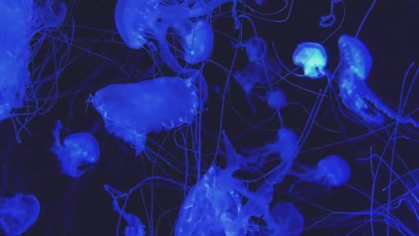 Μέδουσες που κολυμπούν σε μπλε νερά — Αρχείο Βίντεο