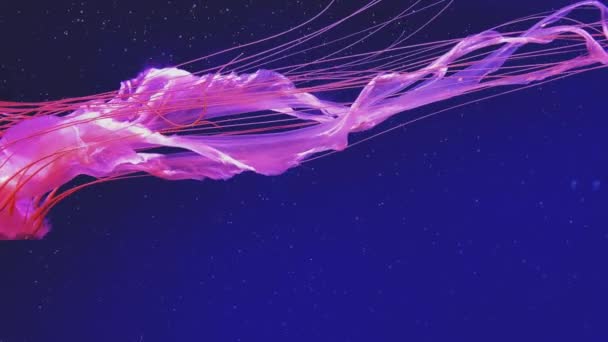 Медузы плавают в голубой воде. Chrysaora pacifica — стоковое видео