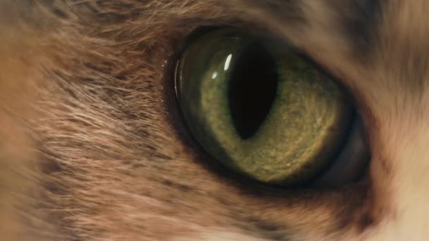 Guarda gatto domestico. Macro dell'occhio — Video Stock