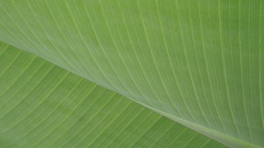 Yeşil palmiye yaprağı. Soyut doku
