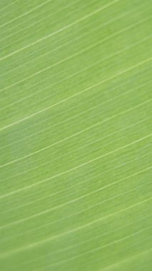 Yeşil palmiye yaprağı. Soyut doku